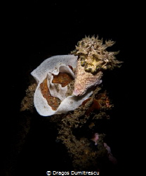 Nudibranch laying eggs, Canon G12, flash Inon S2000 by Dragos Dumitrescu 